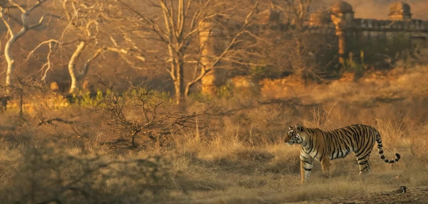 https://api.cabexpresso.com/media/destination_images/Ranthambore.jpg.jpg